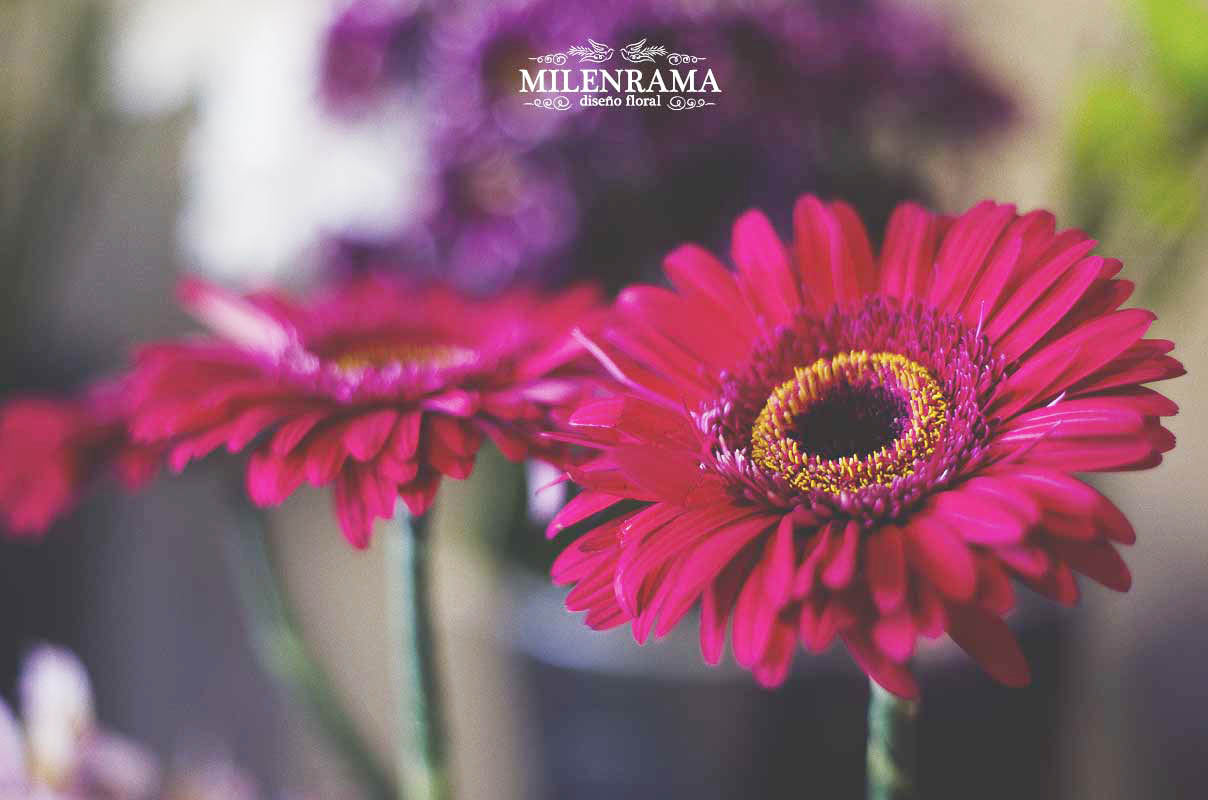 Flores de gerbera