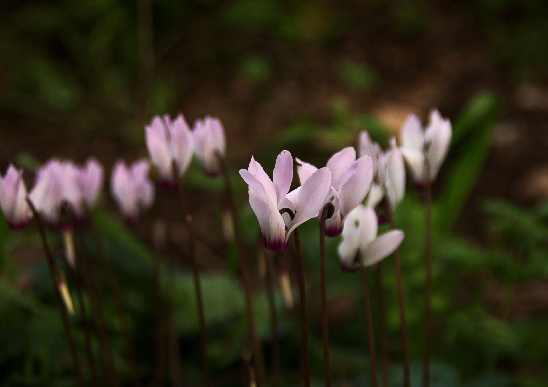 flores de ciclamen